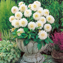 Load image into Gallery viewer, Dahlia 2025
