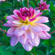 Load image into Gallery viewer, Dahlia 2025
