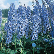 Load image into Gallery viewer, Delphinium Pacific GT- #1
