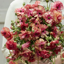 Load image into Gallery viewer, Ranunculus PPF
