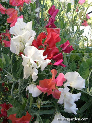 Fire and Ice Sweet Pea -#1+