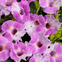 Load image into Gallery viewer, Torenia Catalina
