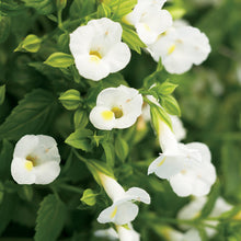 Load image into Gallery viewer, Torenia Catalina
