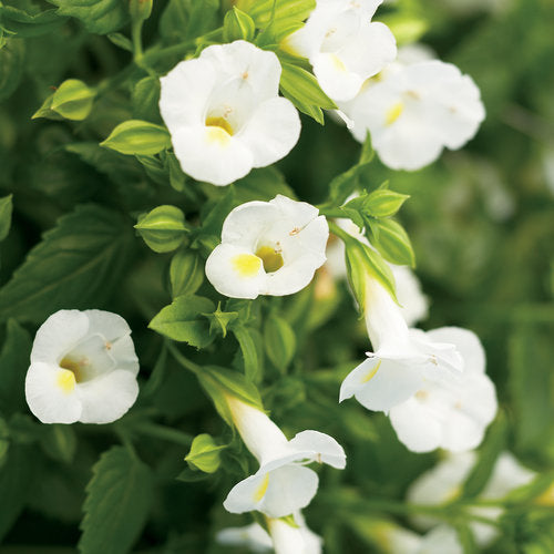 Torenia Catalina