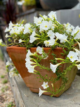 Load image into Gallery viewer, Square Terra Cotta Planter
